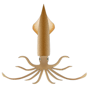 Squid PNG-47202